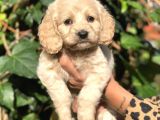 Secereli Anne Babadan Maltıpoo Yavrular