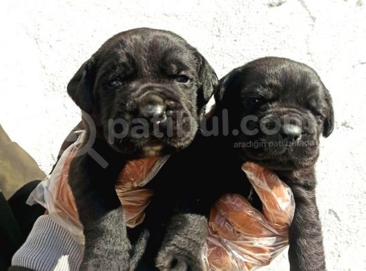 Cane Corsa Yavrular görsel