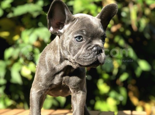 Egzotik Blue Frenchbulldog