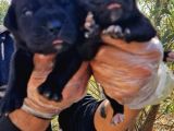 Yavru French Bulldog
