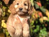 Babyface Maltıpoo