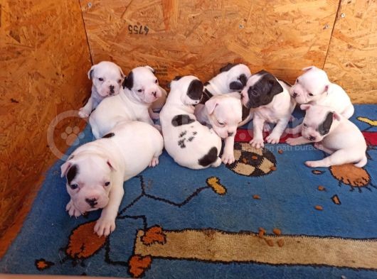French Bulldog Yavrular