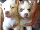 Show Kalite Husky Yavrular