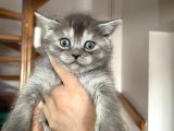 Scottish Fold Ve Longhair Yavrular 2 Aylik
