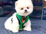 2.5 Aylık Erkek Pomeranian Yavrular