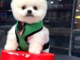 2.5 Aylık Erkek Pomeranian Yavrular