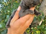 Yavru French Bulldog