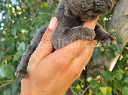 Yavru French Bulldog görsel