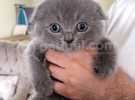 Scottish Fold Ve Longhair Yavrular 2 Aylik görsel
