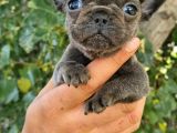 French Bulldog Yavrular