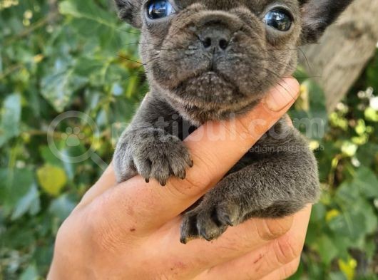 French Bulldog Yavrular görsel