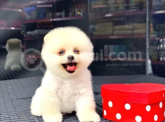 2.5 Aylık Erkek Ve Dişi Pomeranian Yavrular görsel