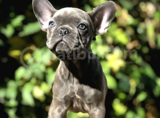 Egzotik Blue Frenchbulldog görsel