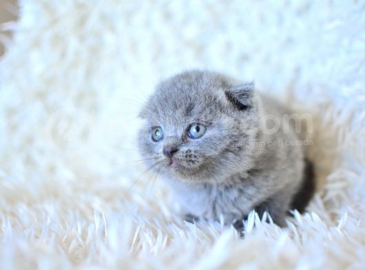 Küt Kafa Gri̇ Scotti̇sh Fold Yavrumuz görsel