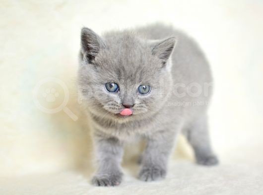 Küt Kafa Gri̇ Bri̇ti̇sh Shorthai̇r görsel