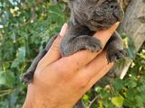 Yavru French Bulldog