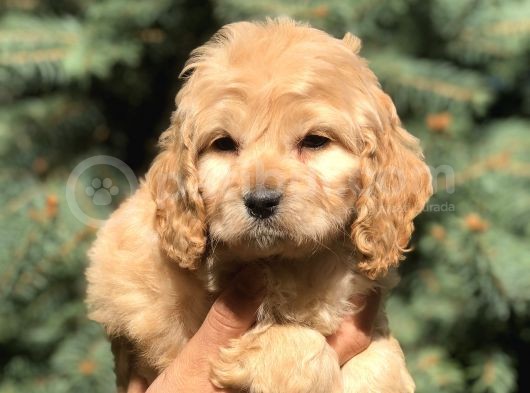 Özel Üretim Dizayn Irk Maltıpoo Yavrular görsel