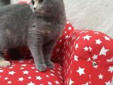 Ipek Tüylü Kızlarımız British Shorthair Yeni Ailelerini Bekliyor