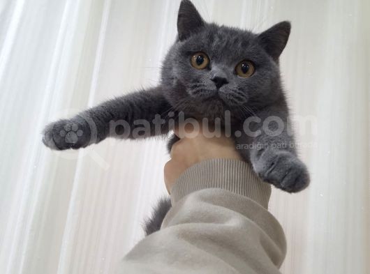 Ipek Tüylü Kızlarımız British Shorthair Yeni Ailelerini Bekliyor