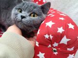 Ipek Tüylü Kızlarımız British Shorthair Yeni Ailelerini Bekliyor