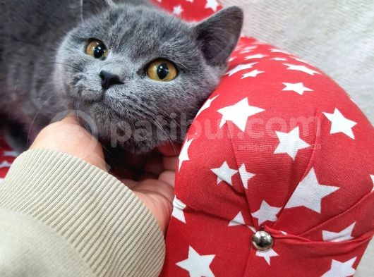 Ipek Tüylü Kızlarımız British Shorthair Yeni Ailelerini Bekliyor görsel