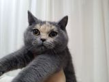 Ipek Tüylü Kızlarımız British Shorthair Yeni Ailelerini Bekliyor