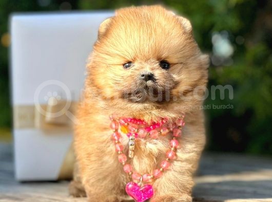 Teddy Face Boo Pomeranian Yavrular