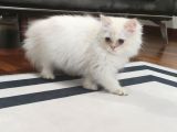 Golden Longhair Erkek Bebek