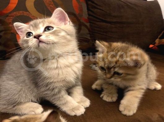 Yavru Kedı Oyuncu British Shorthair görsel