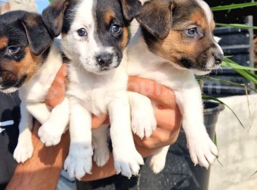 Erkek Jack Russel Yavrular görsel