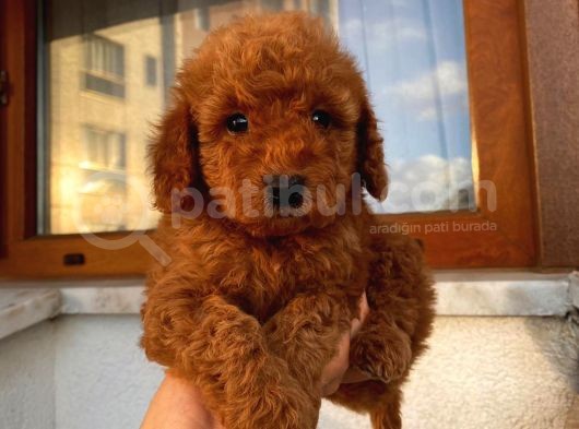Pasaportlu Kimlikli Toy Poodle Yavrumuz