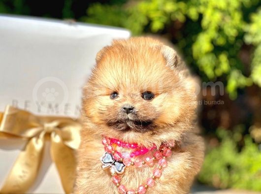 Teddy Face Boo Pomeranian Yavrular görsel