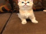 Yavru Kedı Oyuncu British Shorthair