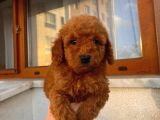Pasaportlu Kimlikli Toy Poodle Yavrumuz