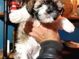 Show Kalite Shıh Tzu Yavrular