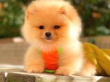 Krem Pomerani̇an Boo