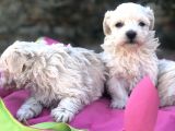 A Kalite Maltese Terrier