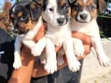 Erkek Jack Russel Yavrular