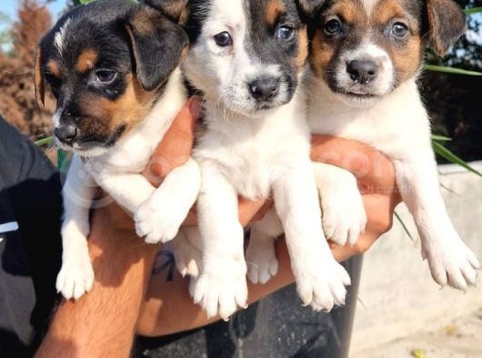 Erkek Jack Russel Yavrular görsel