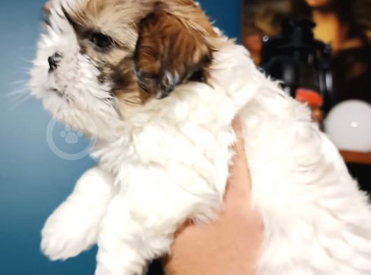 Show Kalite Shıh Tzu Yavrular görsel