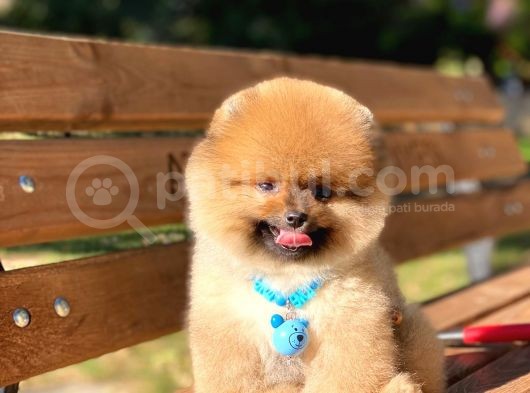 Muhteşem Güzellik Pomeranian Boo Teddy Bear görsel