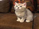 Yavru Kedı Oyuncu British Shorthair