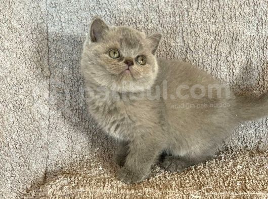 Safkan Tam Yuvarlak Kafa Bri̇ti̇sh Shorthai̇r görsel