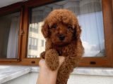 Sağlık Ve Irk Garantili Poodle Yavrularımız