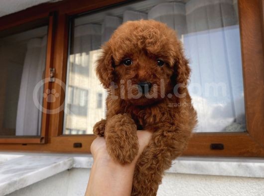 Sağlık Ve Irk Garantili Poodle Yavrularımız görsel