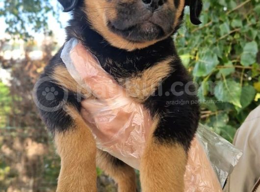 Rottweiler Yavrumuz