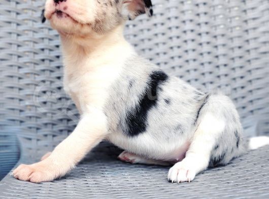 Renk Renk Border Collie Yavrular görsel