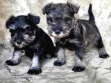 Minyatür Schnauzer Yavru(Bursa Köpek Okulu)