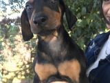 Yavru Doberman