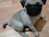 Yavru Pug